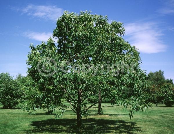 Yellow blooms; White blooms; Deciduous; Broadleaf; North American Native