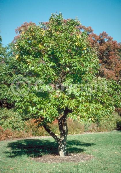 Yellow blooms; White blooms; Deciduous; Broadleaf