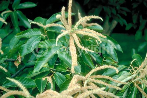 Yellow blooms; White blooms; Deciduous; Broadleaf
