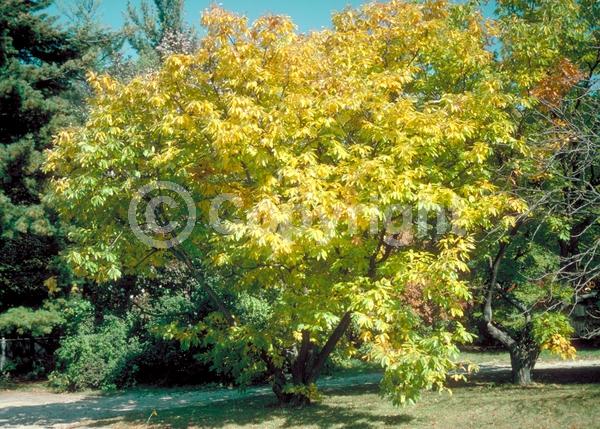 Yellow blooms; White blooms; Deciduous; Broadleaf