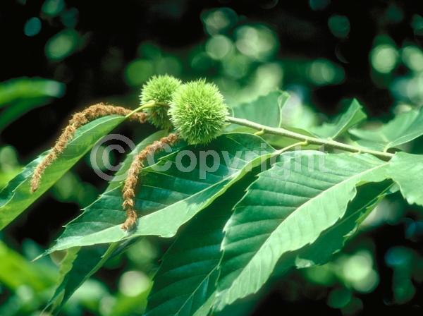 Yellow blooms; White blooms; Deciduous; Broadleaf