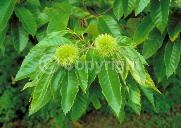 Yellow blooms; White blooms; Deciduous; Broadleaf