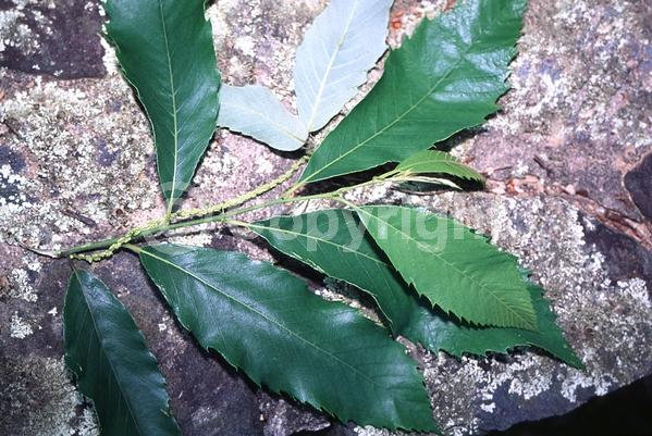 Yellow blooms; White blooms; Deciduous; Broadleaf; North American Native