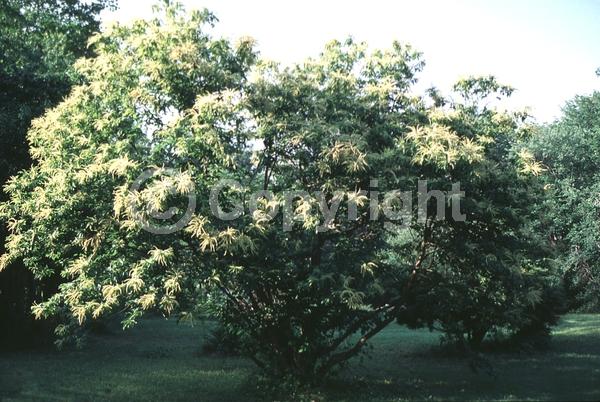 Yellow blooms; White blooms; Deciduous; Broadleaf; North American Native