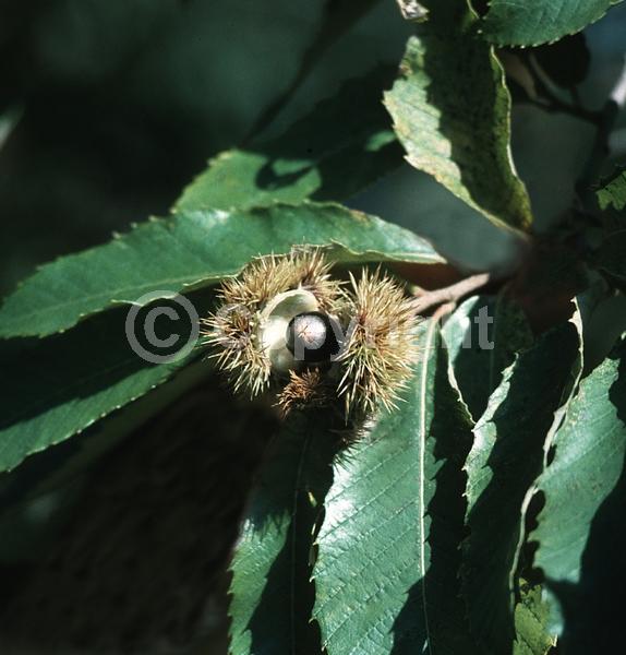 Yellow blooms; White blooms; Deciduous; Broadleaf; North American Native