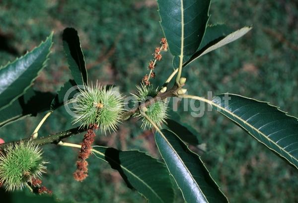 Yellow blooms; White blooms; Deciduous; Broadleaf