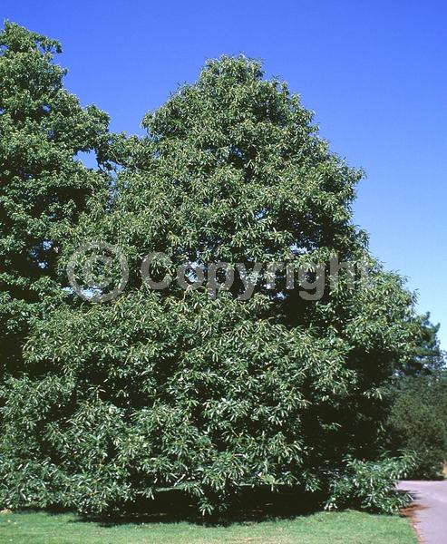 Yellow blooms; White blooms; Deciduous; Broadleaf