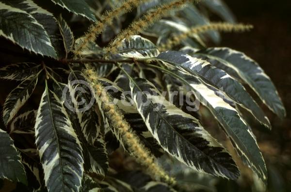 Yellow blooms; White blooms; Deciduous; Broadleaf