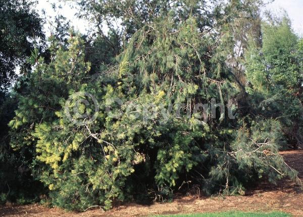 Yellow blooms; Evergreen; Needles or needle-like leaf