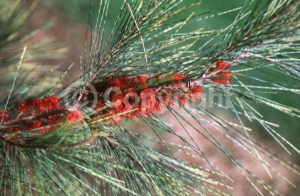 Yellow blooms; Evergreen; Needles or needle-like leaf