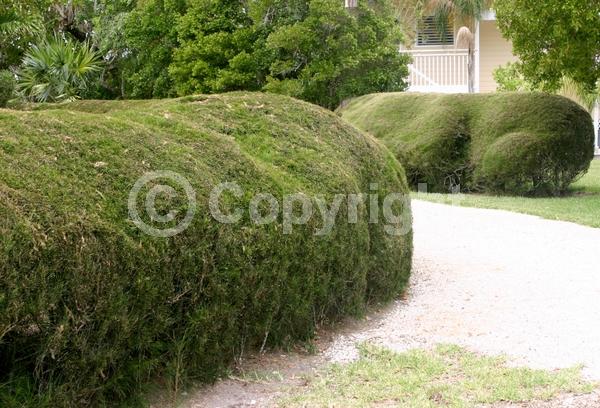 Yellow blooms; Evergreen; Needles or needle-like leaf