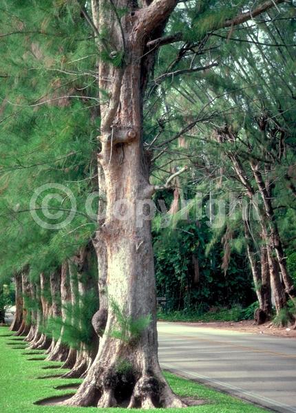 Yellow blooms; Evergreen; Needles or needle-like leaf