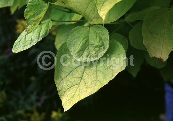 White blooms; Deciduous; Broadleaf; North American Native