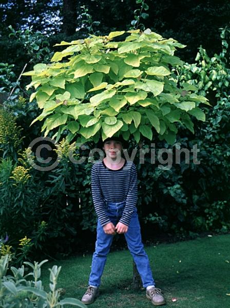 White blooms; Deciduous; Broadleaf; North American Native