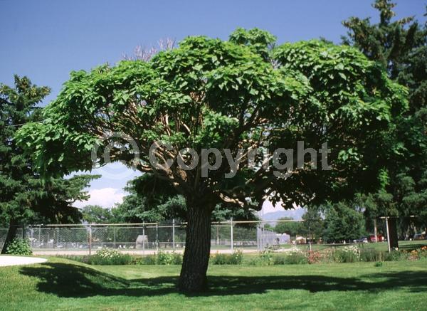 White blooms; Deciduous; Broadleaf