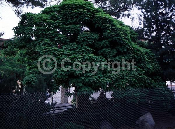 White blooms; Deciduous; Broadleaf