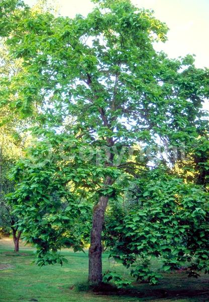 White blooms; Deciduous; Broadleaf; North American Native