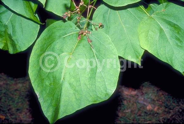 White blooms; Deciduous; Broadleaf; North American Native