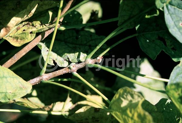 White blooms; Deciduous; Broadleaf; North American Native