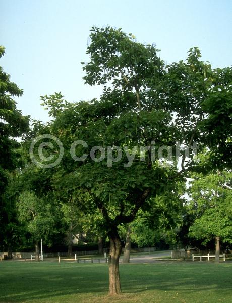 White blooms; Deciduous; Broadleaf; North American Native