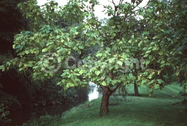 White blooms; Pink blooms; Deciduous; Broadleaf; 