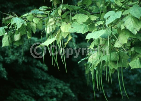 White blooms; Pink blooms; Deciduous; Broadleaf; 
