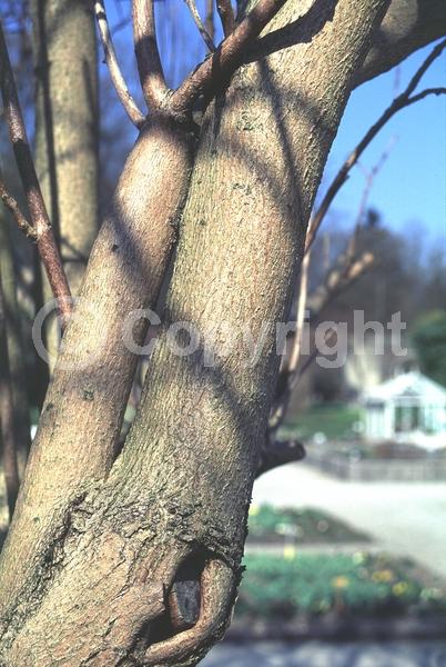 Pink blooms; Deciduous; Broadleaf
