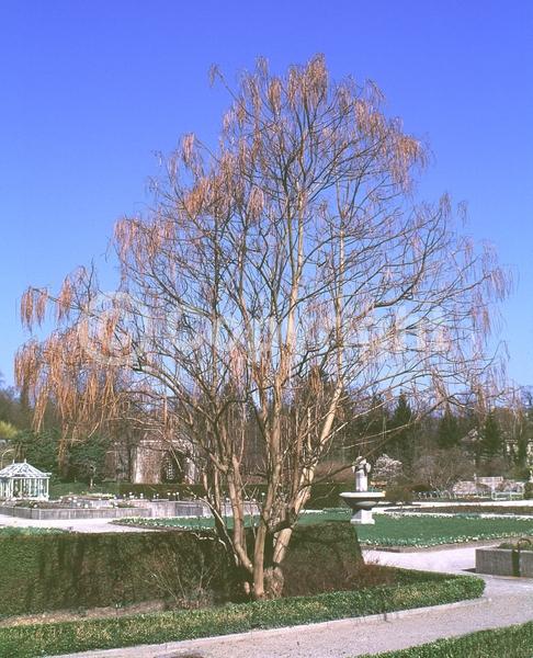 Pink blooms; Deciduous; Broadleaf
