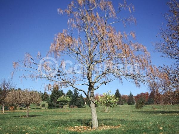 Yellow blooms; White blooms; Deciduous; Broadleaf; 