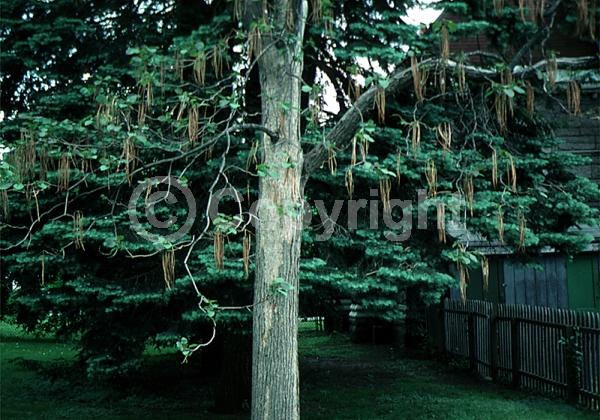 Yellow blooms; White blooms; Deciduous; Broadleaf; 