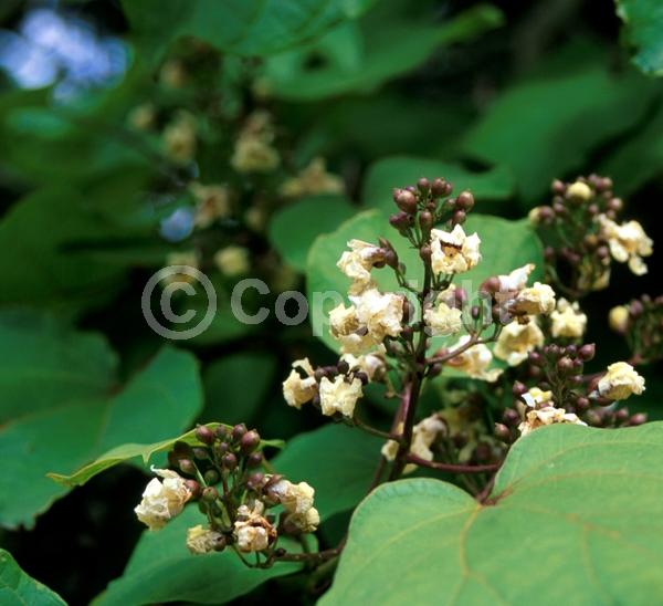 Yellow blooms; White blooms; Deciduous; Broadleaf; 