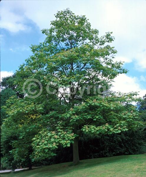Yellow blooms; White blooms; Deciduous; Broadleaf; 