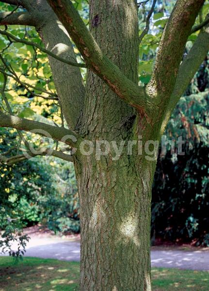 Yellow blooms; White blooms; Deciduous; Broadleaf; 