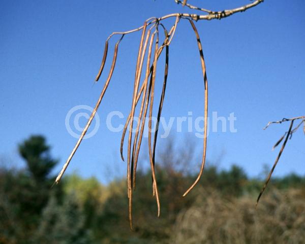 Yellow blooms; White blooms; Deciduous; Broadleaf; 