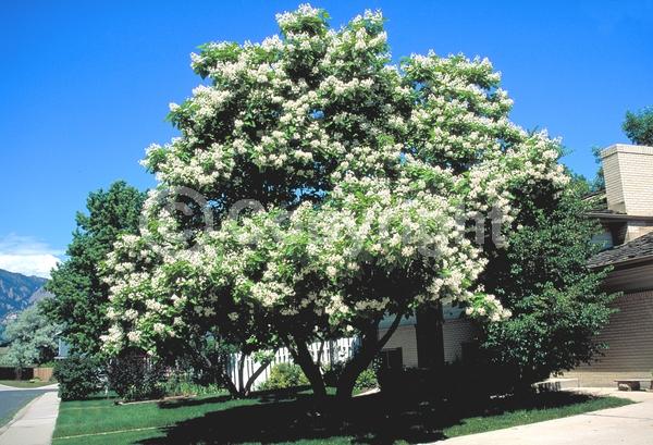 White blooms; Deciduous; Broadleaf; North American Native