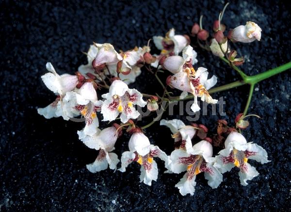 White blooms; Deciduous; Broadleaf; North American Native