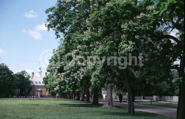 White blooms; Deciduous; Broadleaf; North American Native