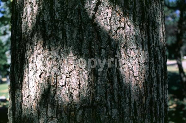 White blooms; Deciduous; Broadleaf; North American Native