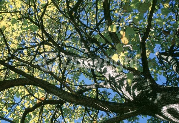 White blooms; Deciduous; Broadleaf; North American Native