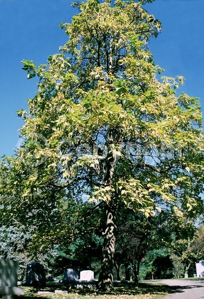 White blooms; Deciduous; Broadleaf; North American Native