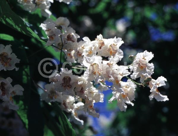 White blooms; Deciduous; Broadleaf; North American Native