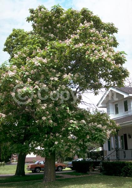 White blooms; Deciduous; Broadleaf; North American Native