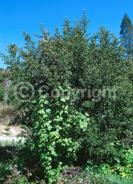 Blue blooms; Evergreen; Broadleaf; North American Native