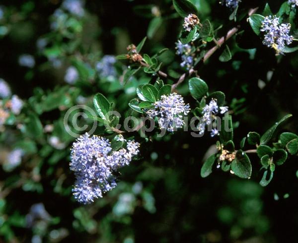 Blue blooms; Evergreen; Broadleaf; North American Native