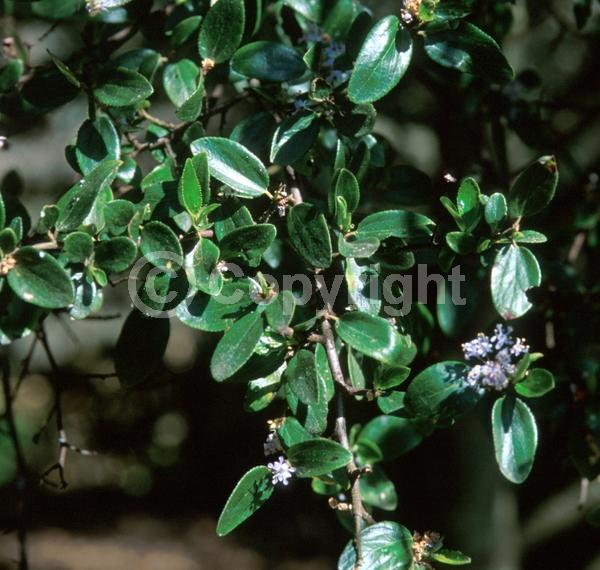 Blue blooms; Evergreen; Broadleaf; North American Native