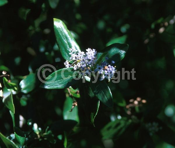 Blue blooms; Evergreen; Broadleaf; North American Native