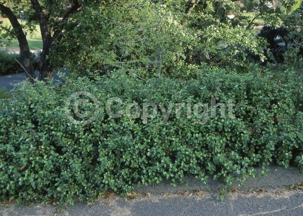Blue blooms; Evergreen; Broadleaf; North American Native
