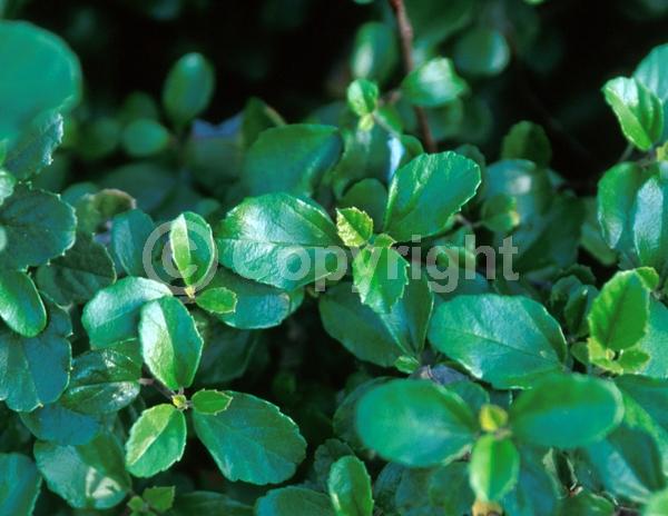 Blue blooms; Evergreen; Broadleaf; North American Native