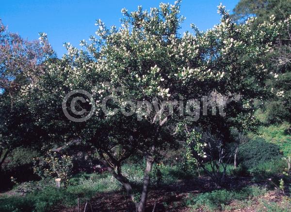 White blooms; Evergreen; North American Native