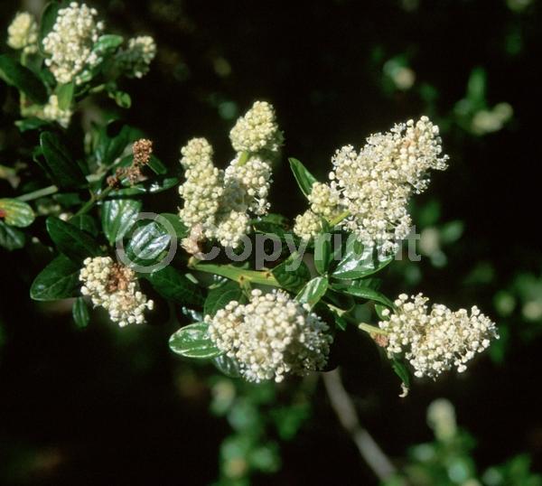 White blooms; Evergreen; North American Native